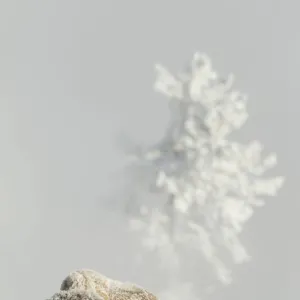 Bison (Bison bison) on frost covered ground, Yellowstone National Park, USA, February