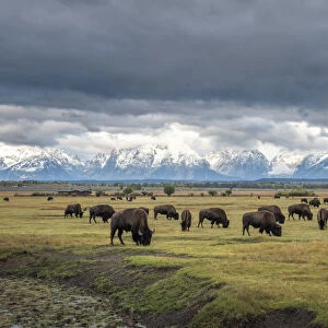 Bison (Bison bison) herd grazing on plain, snow and cloud covered mountains in background