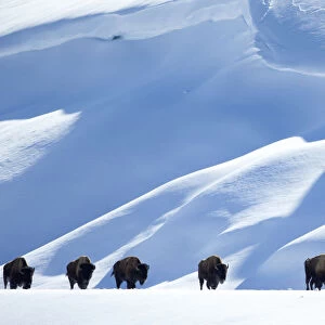 Bison (Bison bison) herd walking in line in snow, Yellowstone National Park, Wyoming