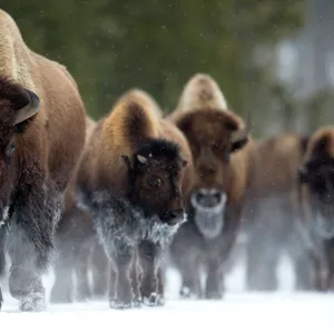 Bison (Bison bison) herd walking in snow, Yellowstone National Park, Wyoming, USA