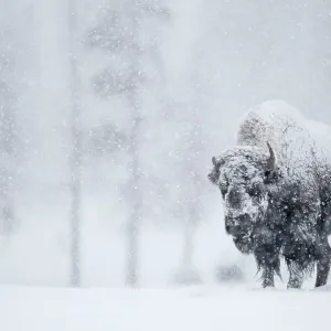 North American Wildlife