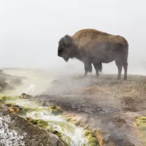 Bison (Bison bison) standing steam from geothermal springs, Yellowstone National Park