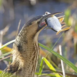 Bittern Print: A Bittern feeding on fish in a wetland, Suffolk, England