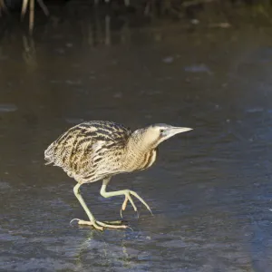 Bittern (Botaurus stellaris) walking on ice, Slimbridge WWT, Gloucestershire, England, UK, February