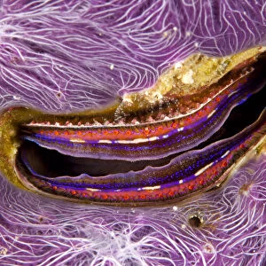 Bivalve scallop (Pedum spondyloideum) inside a coral covered with purple sponge, Maldives