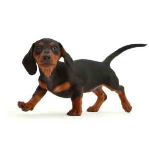 Black-and-tan Dachshund puppy print Black-and-tan Dachshund puppy print