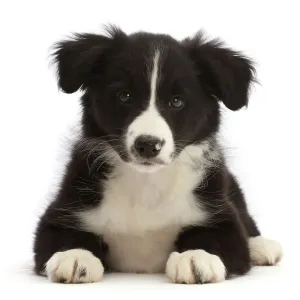 Puppy de Border collie en blanco y negro, acostado, retrato. Puppy de Border collie en blanco y negro, acostado, retrato.