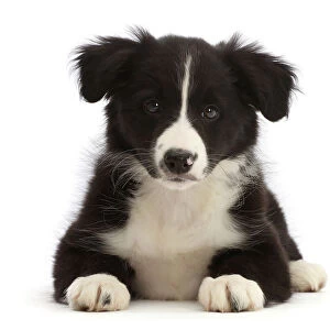 Black-and-white Border collie puppy, lying down, portrait