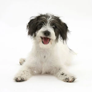 Black-and-white Jack-a-poo, Jack Russell cross Poodle puppy