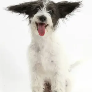 Black-and-white Jack-a-poo puppy with ears pointing forward, Print Black-and-white Jack-a-poo puppy with ears pointing forward, Print