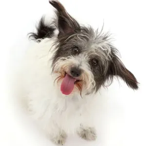 Black-and-white Jackapoo dog Print Black-and-white Jackapoo dog Print