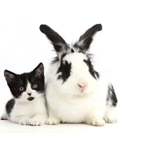 Black-and-white kitten, Loona, age 11 weeks, with black-and-white rabbit, Bandit