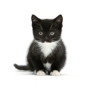 Black-and-white kitten sitting, against white background