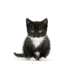 Black-and-white kitten sitting, against white background