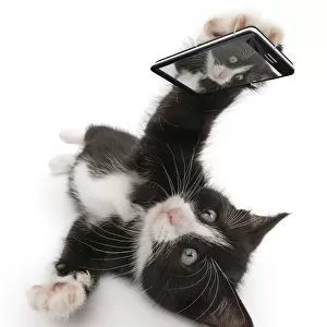 Black-and-white kitten, Solo, 6 weeks, taking a selfie. Composite image
