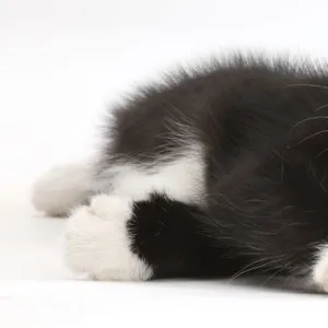 Black-and-white kitten, Solo, 7 weeks, lying on his side