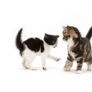 Black-and-white kitten trying to play with tortoiseshell-tabby kitten