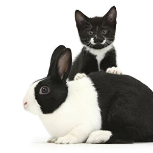 Black-and-white tuxedo male kitten, Tuxie, 8 weeks, with black-and-white Dutch rabbit