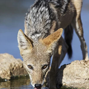 Black-backed Jackal (Canis mesomelas) drinking, Kgalagadi Transfrontier Park, South Africa