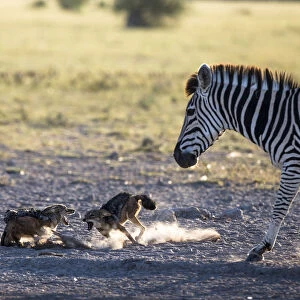 Black-backed jackals (Canis mesomelas) two fighting with Plains / Burchell zebra