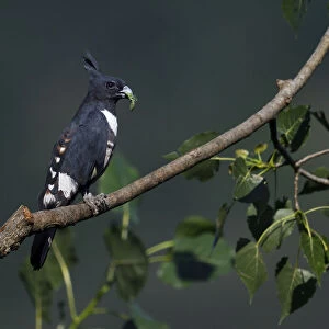 Black Baza (Aviceda leuphotes) sitting on a tree branch with with an insect prey in its beak