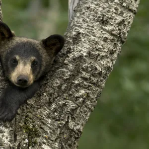 Black bear cub (Ursus americanus) resting in the fork of a tree, Minnesota, USA, June