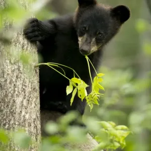 Black bear cub (Ursus americanus) climbing a tree, Minnesota, USA, June Black bear cub (Ursus americanus) climbing a tree, Minnesota, USA, June