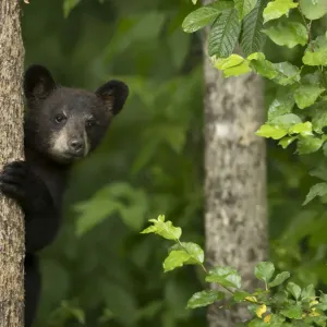 Black bear cub climbing tree print Black bear cub climbing tree print