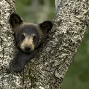 Black bear cub print, tree resting scene Black bear cub print, tree resting scene