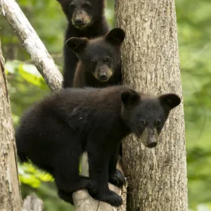 Black bear cubs (Ursus americanus) standing in a tree, Minnesota, USA, June