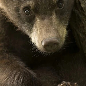 Black Bear (Ursus americanus) cub, close up portrait, Minnesota, USA, June