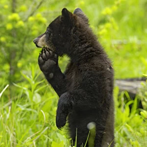 Black bear (ursus americanus) cub standing on hind legs, Yellowstone National Park