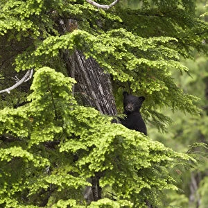 Black Bear (Ursus americanus) cub in tree branches