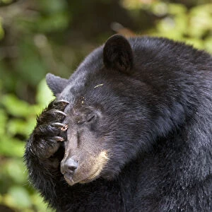 Black bear (Ursus americanus) scratching its head. Clayoquot Sound, Vancouver Island