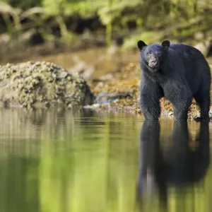 Black Bear (Ursus americanus) at waters edge, Barkley Sound, Vancouver Island, British Columbia Black Bear (Ursus americanus) at waters edge, Barkley Sound, Vancouver Island, British Columbia