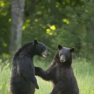 Black bears (Ursus americanus) standing on back legs, fighting, Minnesota, USA, June