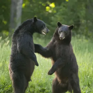 Black bear Print: Standing fight scene, Minnesota, USA