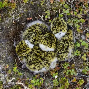 Black-bellied Plover Chicks Print