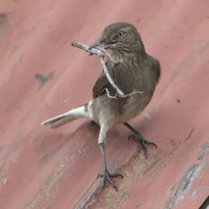 Black-billed shrike-tyrant (Agriornis montanus) with nest material; Antisanilla Reserve