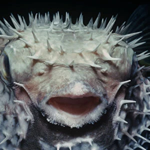Black blotched pufferfish (Diodon liturosus) inflated with water at night as defensive behaviour