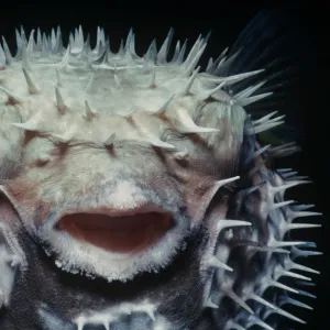 Black blotched pufferfish (Diodon liturosus) inflated with water at night as defensive behaviour