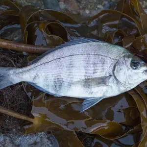 Sparo di Branzino (Spondyliosoma cantharus) spinto sulla spiaggia, Sark, Isole britanniche del Canale, agosto. Sparo di Branzino (Spondyliosoma cantharus) spinto sulla spiaggia, Sark, Isole britanniche del Canale, agosto.