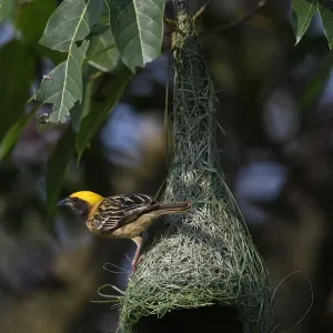 Black-breasted weaver (Ploceus benghalensis) perched on its nest in Tongbiguan Nature Reserve Black-breasted weaver (Ploceus benghalensis) perched on its nest in Tongbiguan Nature Reserve