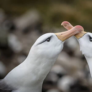 Two Black-browed albatross (Thalassarche melanophris) rub their bills together - part of