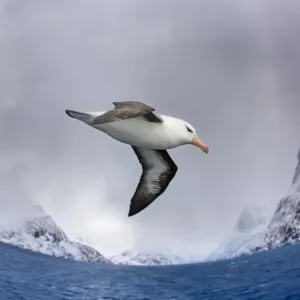 Black-browed albatross (Thalassarche melanophris) flying over South Atlantic. Cooper Bay Black-browed albatross (Thalassarche melanophris) flying over South Atlantic. Cooper Bay