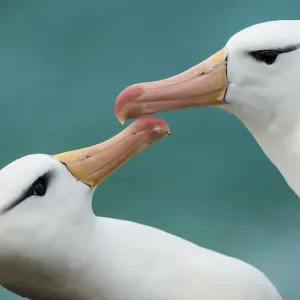 Black-browed albatross (Thalassarche melanophris) pair, courtship, Falkland Islands Black-browed albatross (Thalassarche melanophris) pair, courtship, Falkland Islands