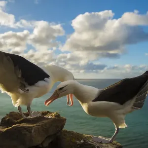 Black-browed albatross (Thalassarche melanophris) pair in courtship, Falkland Islands Black-browed albatross (Thalassarche melanophris) pair in courtship, Falkland Islands