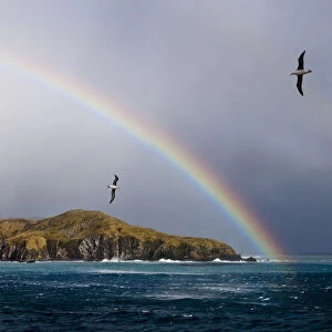 Black-browed Albatross (Thalassarche melanophrys) flying off the Bay of Isles
