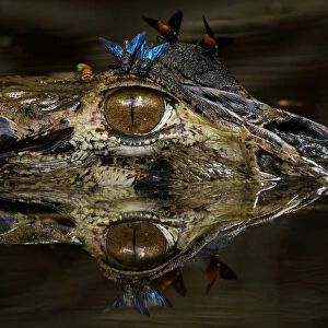 Black caiman (Melanosuchus niger) at water surface with horse flies on its head