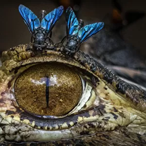 Black caiman (Melanosuchus niger) at water surface with horse flies above its eye